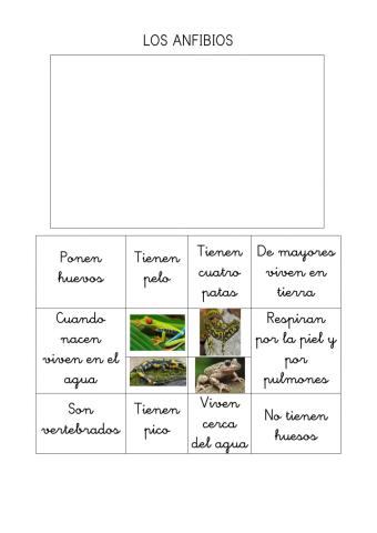 Los anfibios