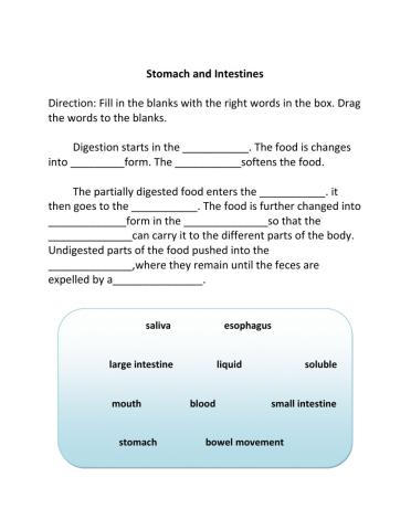 Stomach and intestines