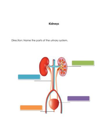 Urinary system