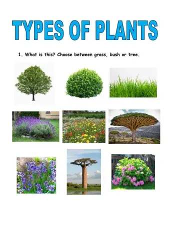 Types of plants