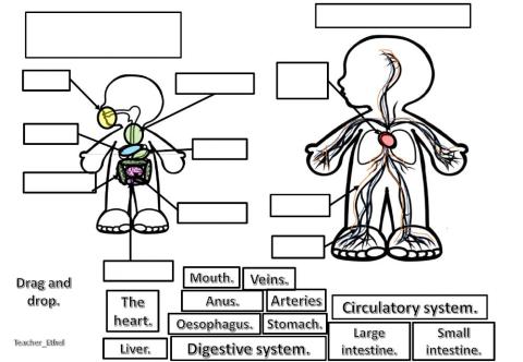 Nutrition part 1. Digestive and circulatory system