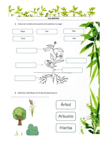La plantas