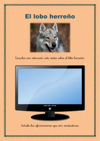 Perro lobo herreño (Canarias)