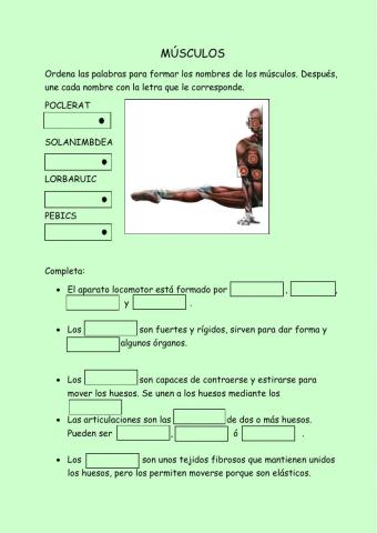 El aparato locomotor y la función de relación