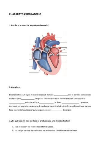 El aparato circulatorio y su funcionamiento