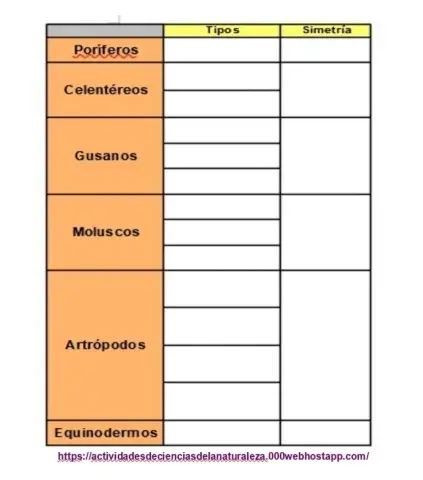 Inveterbrados tipos y simetría