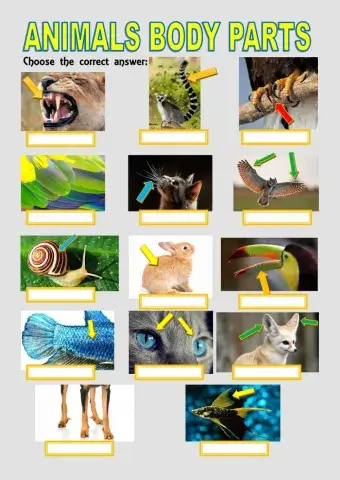 Animals body parts