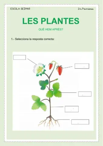 Les plantes (què hem après)