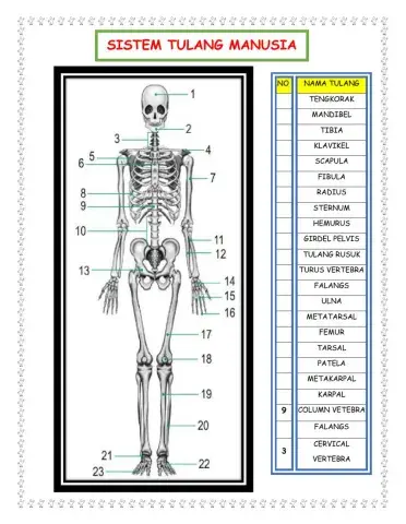 Sistem rangka manusia