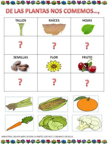 Partes de plantas que comemos