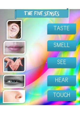 The five senses