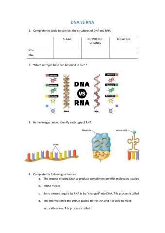 DNA VS RNA 4 ESO F