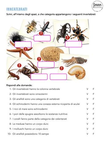 Gli invertebrati