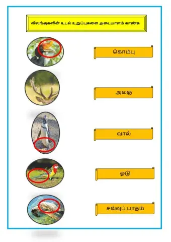 விலங்குகளின் உடல் உறுப்புகள்
