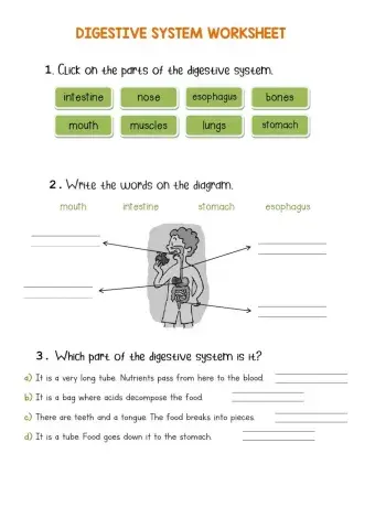 Digestive system worksheet