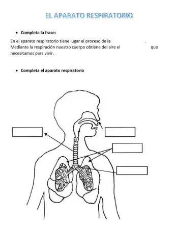 El aparato respiratorio
