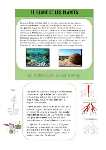 Les funcions vitals en plantes
