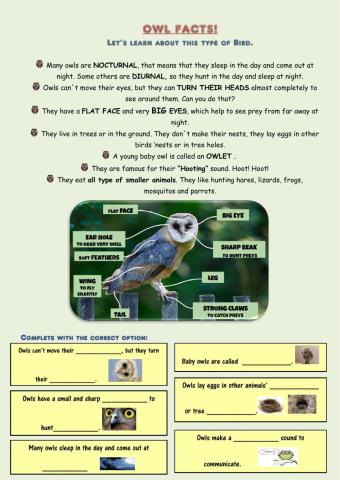 Owls Facts!