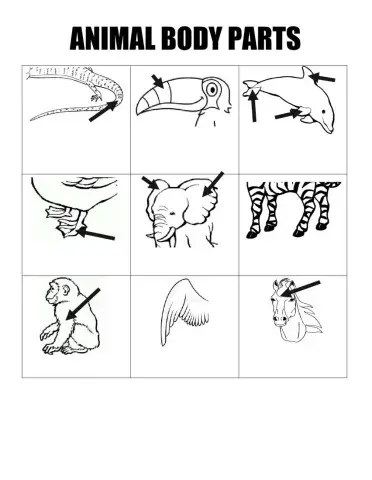 Animal body parts