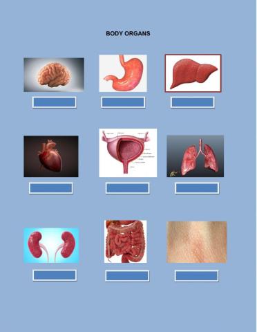 Body organs