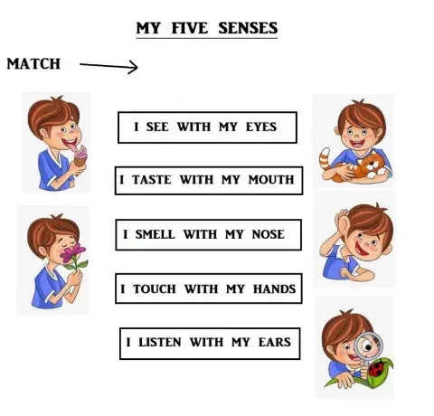 My Five Senses
