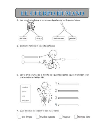 Repasamos el cuerpo humano