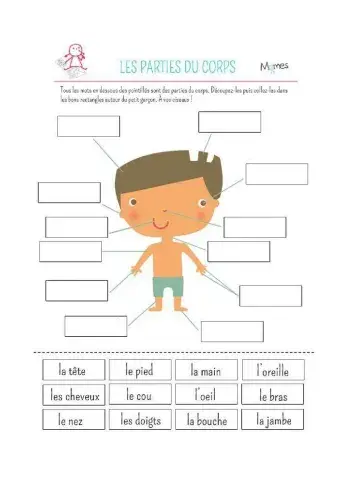 Les parties du corps