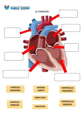 El corazon