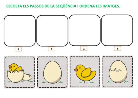 Seqüència temporal d'un pollet