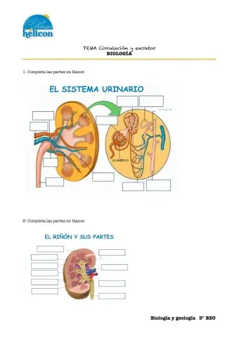 Excretor y circulatorio