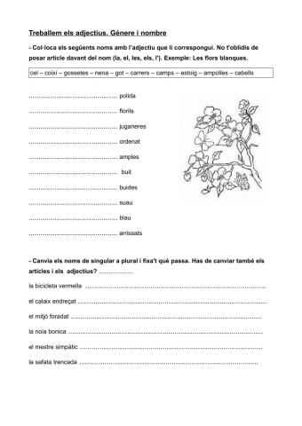 Adjectius. Gènere i nombre