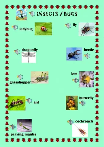 Insects