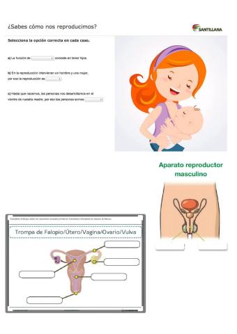 ¿Qué sabes de la reproducción humana?