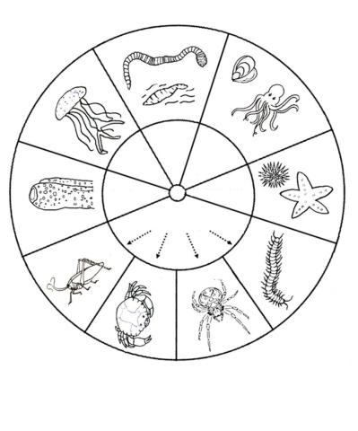 Animales invertebrados