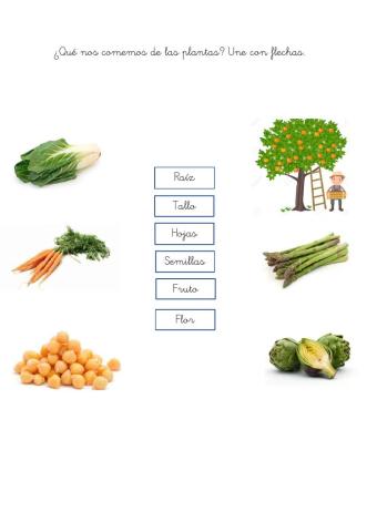 ¿Qué nos comemos de las plantas?