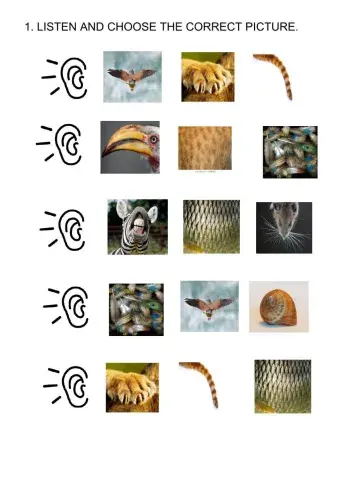 Animals body parts-listening and reading