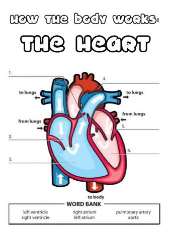 Y5 the heart