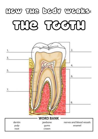 Y5 the tooth