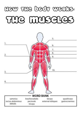 Y5 the muscles
