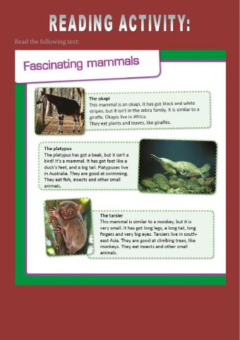 Fascinating mammals
