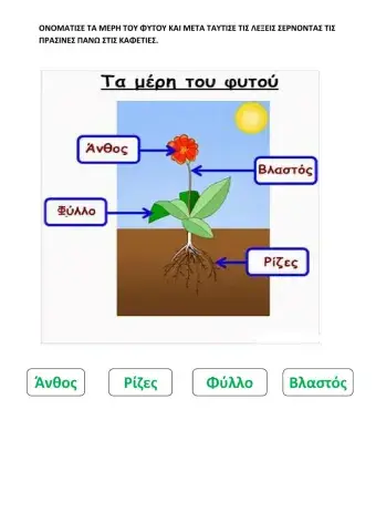 Τα μερη του φυτου