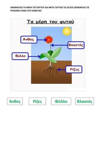 Τα μερη του φυτου