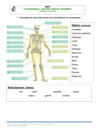 L'esquelet i els músculs