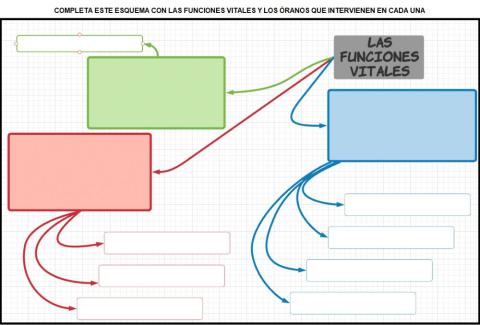 Funciones vitales esquema