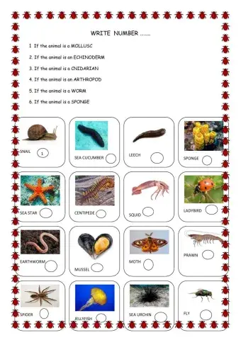 Invertebrate animals