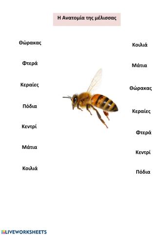 Ανατομία της Μέλισσας