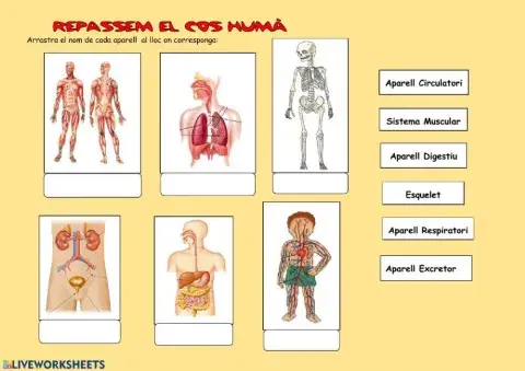 Aparells del cos humà