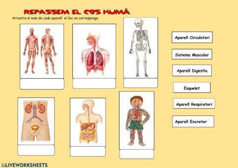 Aparells del cos humà