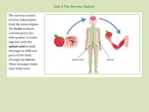 Unit 2 Nervous System Information