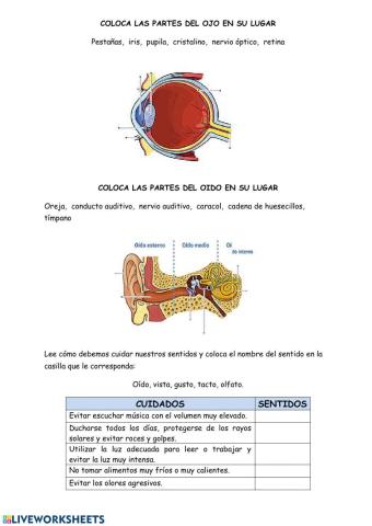 Partes del ojo y del oído